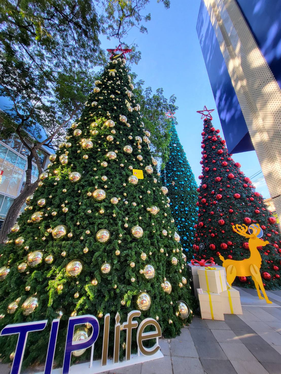 รวมต้นคริสต์มาสขนาดใหญ่ ใครอยากจัดสวนคริสต์มาสที่นี่เลย