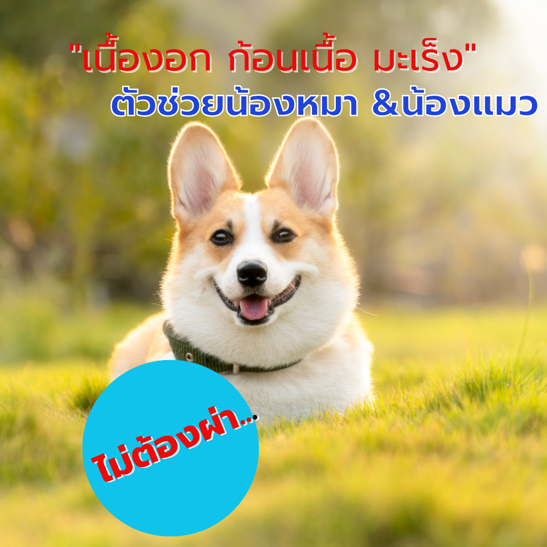 เซตทดลอง สเตอร์ เพ็ท Ster Pet เนื้องอกหมาแมว ก้อนเนื้อหมาแมว มะเร็งสุนัขแมว ลดอักเสบ ลดขนาดก้อนเนื้อ เบื่ออาหาร น้ำหนักลด ไตวายหมาแมว แผลยุบเร็ว ( 15 แคปซูล)
