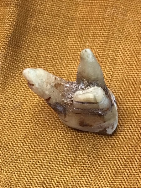 ทันตธาตุหลวงปู่ครูบาชัยยะวงศา พร้อมผ้าจีวรและพระธาตุข้าวบิณฑ์