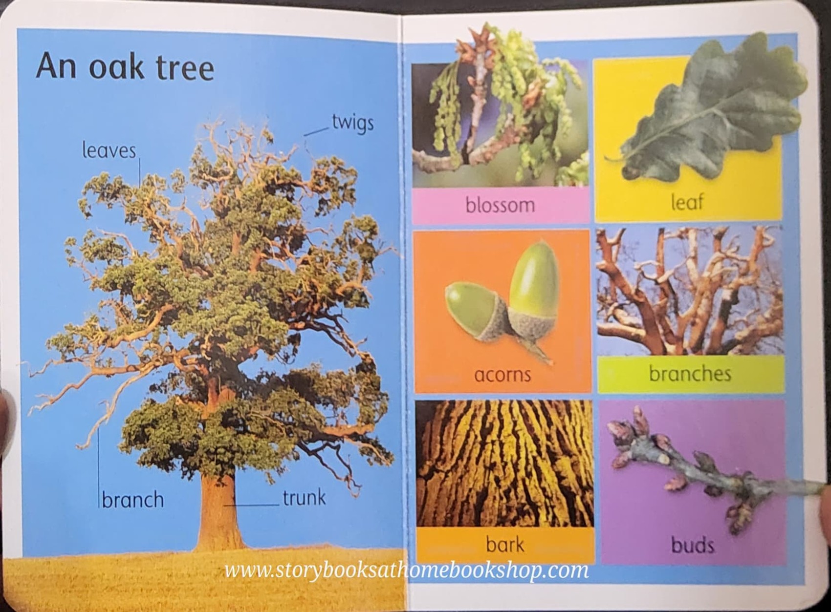 Board Book** 🍅🍓NATURE