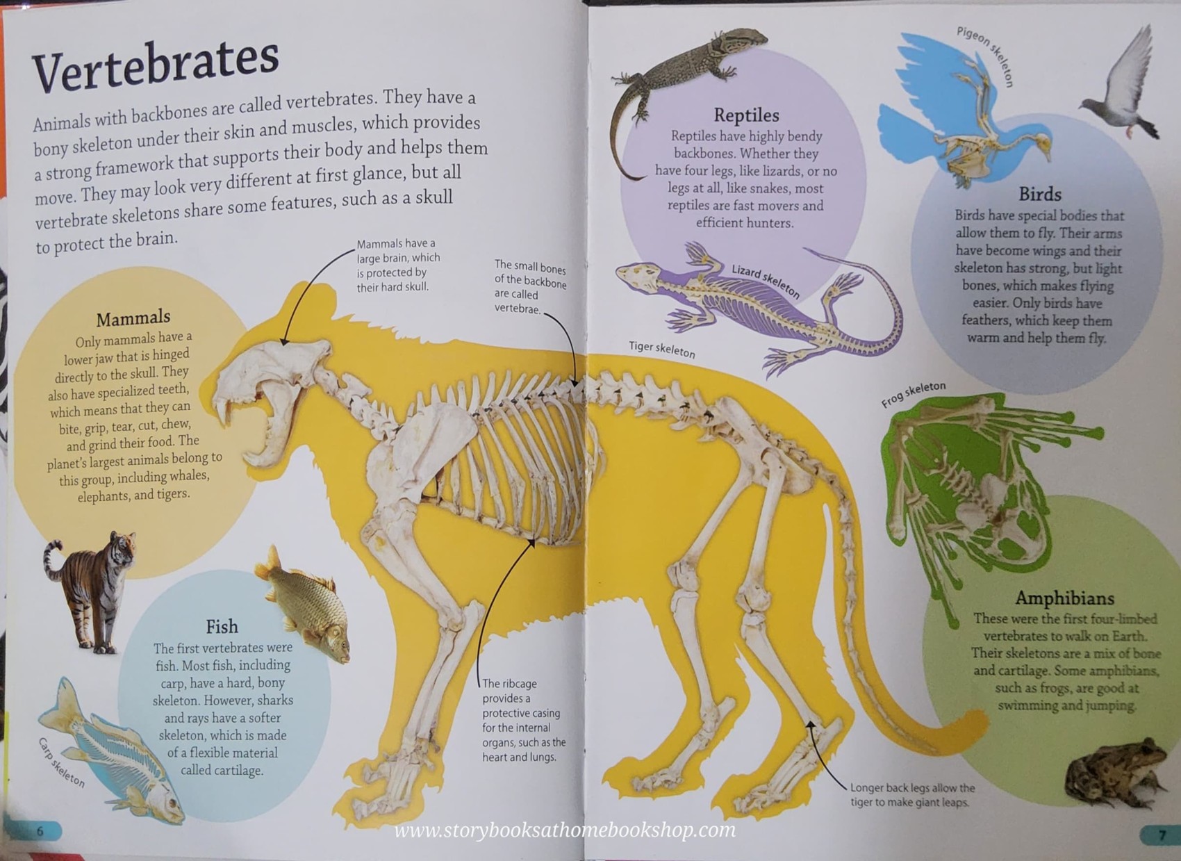 KNOWLEDGE BOOK ** 🍅🍓DK FINDOUT! ANIMALS