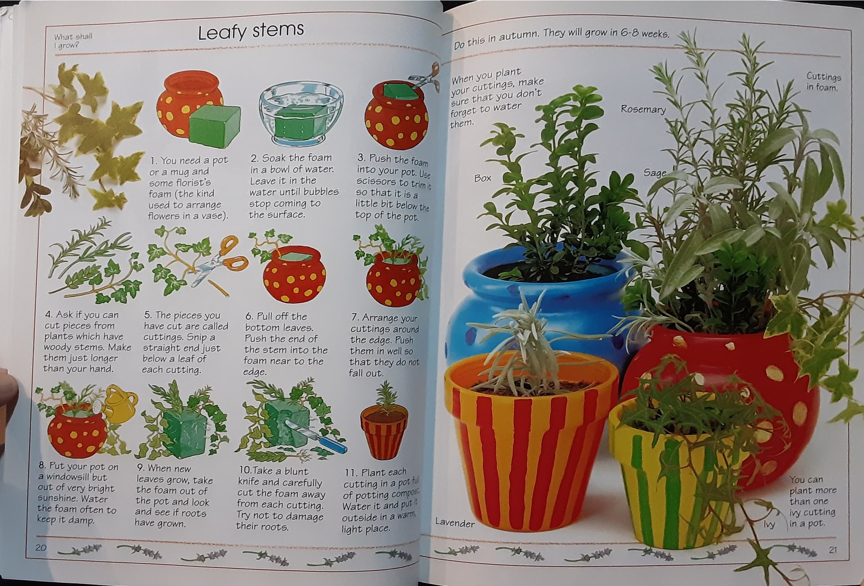 Knowledge Book หนังสือความรู้ 🍓🍓What shall I Grow?