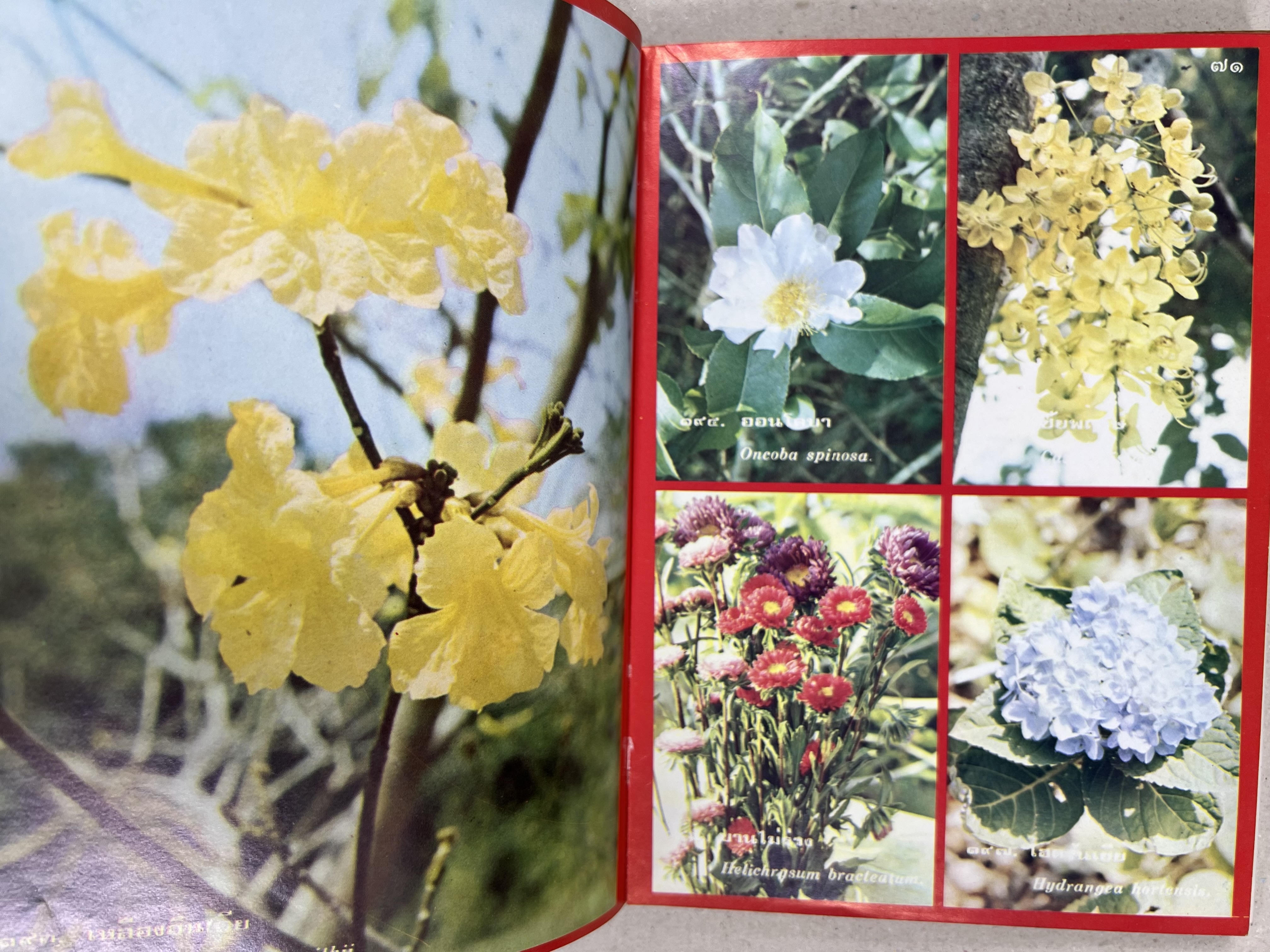 ดอกไม้เมืองไทย ชุดที่ 1-2 : คู่มือรู้จักดอกไม้โดยละเอียด พร้อมภาพสี 140 ภาพ โดย : วิชัย อภัยสุวรรณ (2 เล่มชุด).