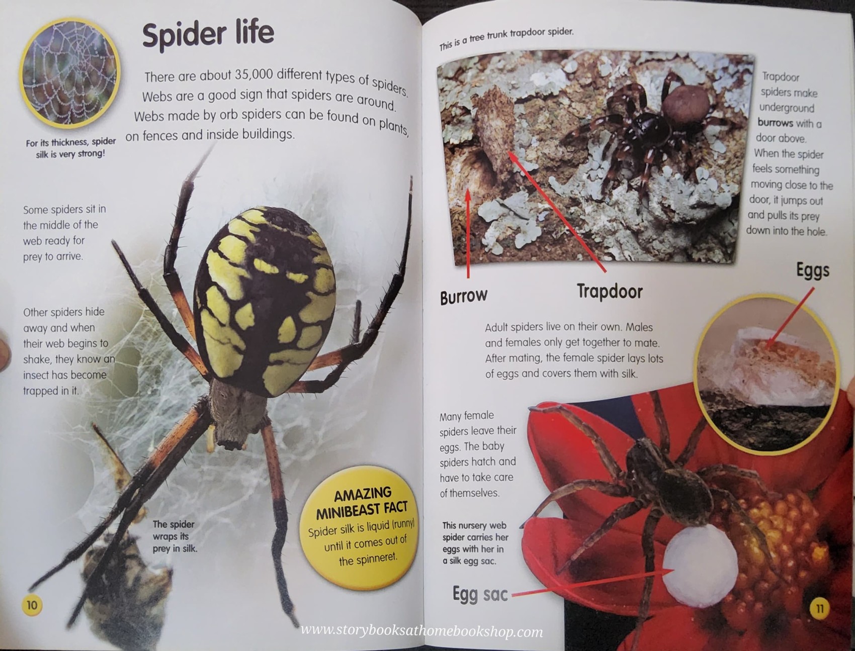 KNOWLEDGE BOOK** ð
ðAMAZING LIFE CYCLES:MINIBEASTS