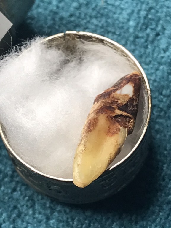 พระทันตธาตุ ครูบาบุญเทียม หรือพระมหาบุญเทียม วัดปงหาศาล จ.ลำปาง ได้มาจากดาบเจริญ หรือ ร.ต.ต.เจริญ อายุ 74 ปี (บันทึก พ.ศ.2567) ดาบเจริญ เคยเป็นตำรวจในเมืองลำปาง ท่านเป็นลูกศิษย์ครูบาบุญเทียม เคยรับใช้ รับส่งเดินทางของครูบา ดาบเจริญได้มาเมื่อปี 2546