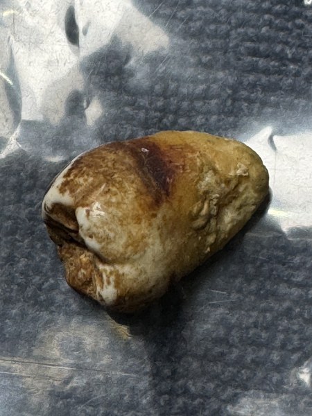 พระทันตธาตุ ครูบาแขนดำ หรือครูบากอ วัดวาฬุการาม อ.ฝาง จ.เชียงใหม่ ได้มาจากลุงอำนาจ อายุ 72 ปี อาชีพขายข้าวสาร ใน อ.เชียงดาว อ.ฝาง ทำสวนปลูกข้าวขาย ลุงอำนาจท่านเป็นลูกศิษย์ของครูบากอ ยามว่างท่านก็มาขับรถให้ครูบากอ ลุงอำนาจได้รับพระทันตธาตุมาให้ปี 2562