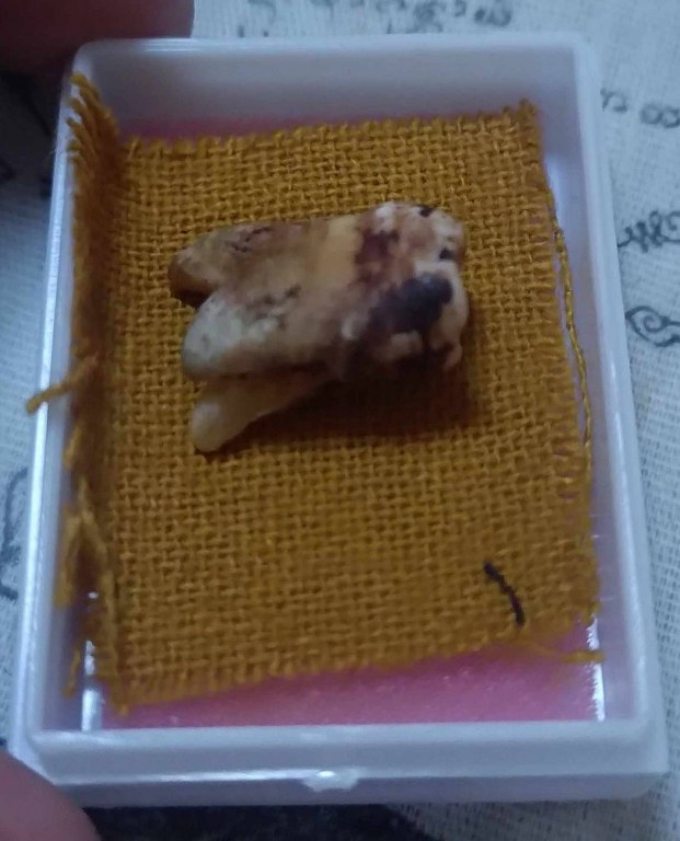 พระทันตธาตุ และผ้ายันต์เมตตา ค้าขายดี ครูบาจันต๊ะ วัดหนองช้างคืน จ.ลำพูน เจ้าของเดิมชื่อลุงวิทย์ เมื่อก่อนอาศัยอยู่ข้าง ๆ วัดหนองช้างคืน เป็นลูกศิษย์ยุคต้น ๆ รับใช้ครูบามา 6-7 ปี ระหว่างปี 2538 - 2545 ปัจจุบันอายุ 73 ปี