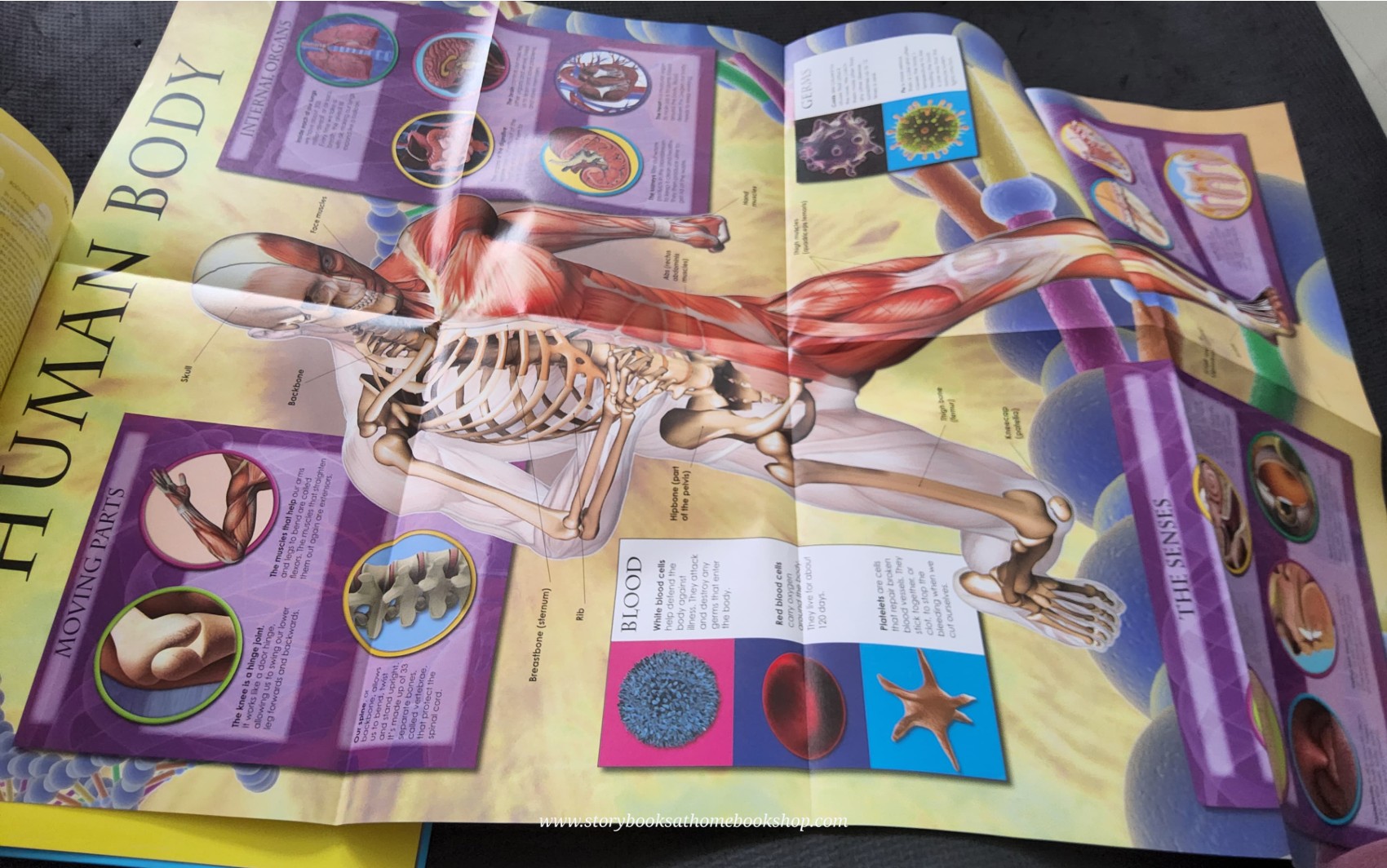 KNOWLEDGE BOOK ** 🍅🍓PRIMARY EXPLORERS: HUMAN BODY (STICKERS&GIANT POSTER)
