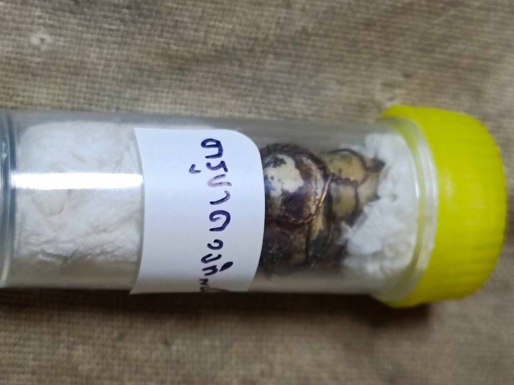 พระทันตธาตุ ครูบาดวงทิพย์ วัดสันป่ายาง อ.แม่แตง จ.เชียงใหม่ องค์นี้เจ้าของเดิมคือ พ่อหนานคำ เป็นหมอยารักษาแบบพื้นบ้านล้านนา เสียชีวิตแล้วเมื่อปี 2530 ต่อมาได้สืบทอดตกมาอยู่ที่จ่าณรงค์ เป็นตำรวจอยู่ อ.แม่แตง จ.เชียงใหม่ ปัจจุบันอายุ 58 ปี (พ.ศ.2566)