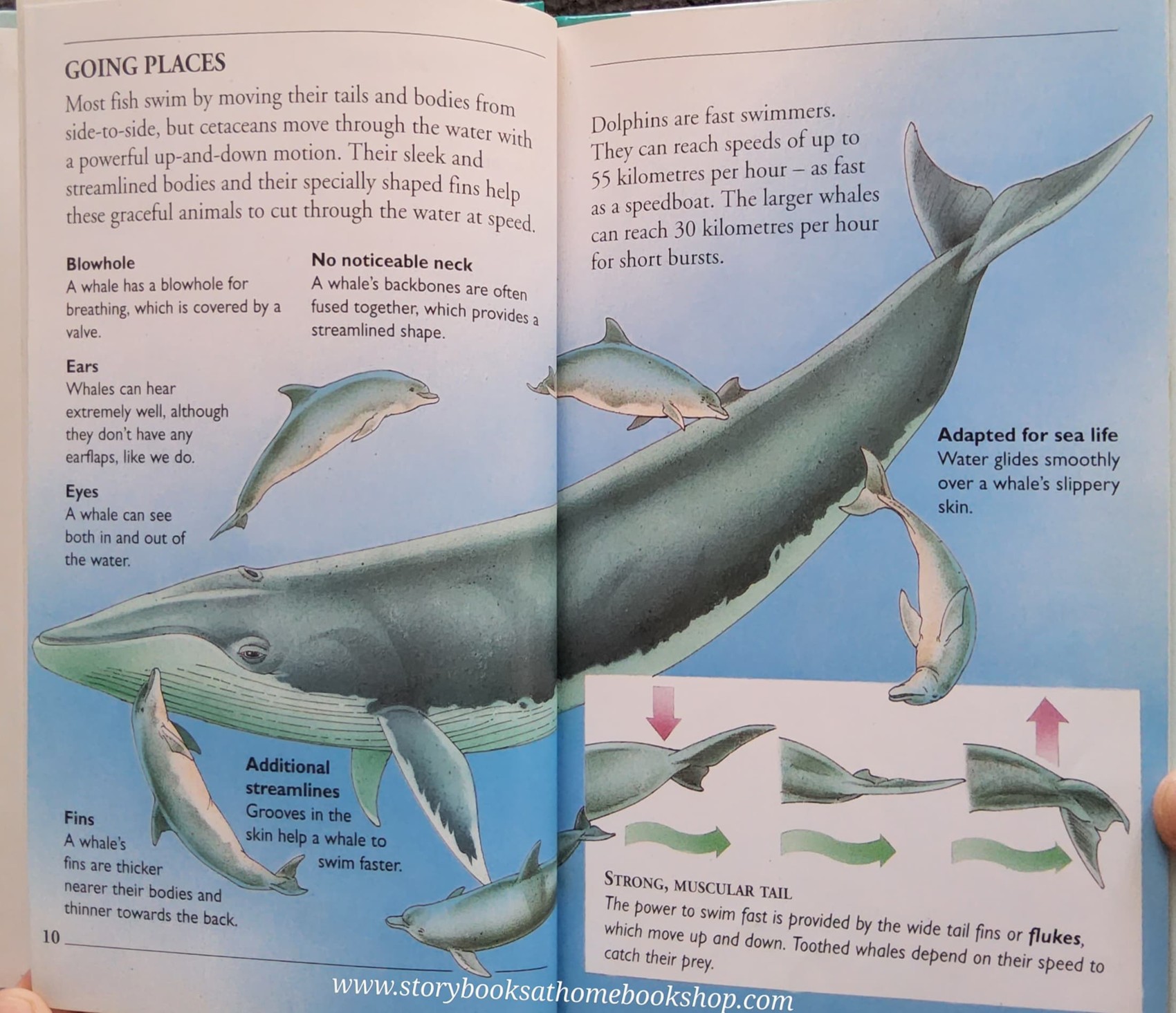 KNOWLEDGE BOOK** ♥️♥️WHALES AND DOPHINS (WITH FOLDOUT BLUE WHALE)