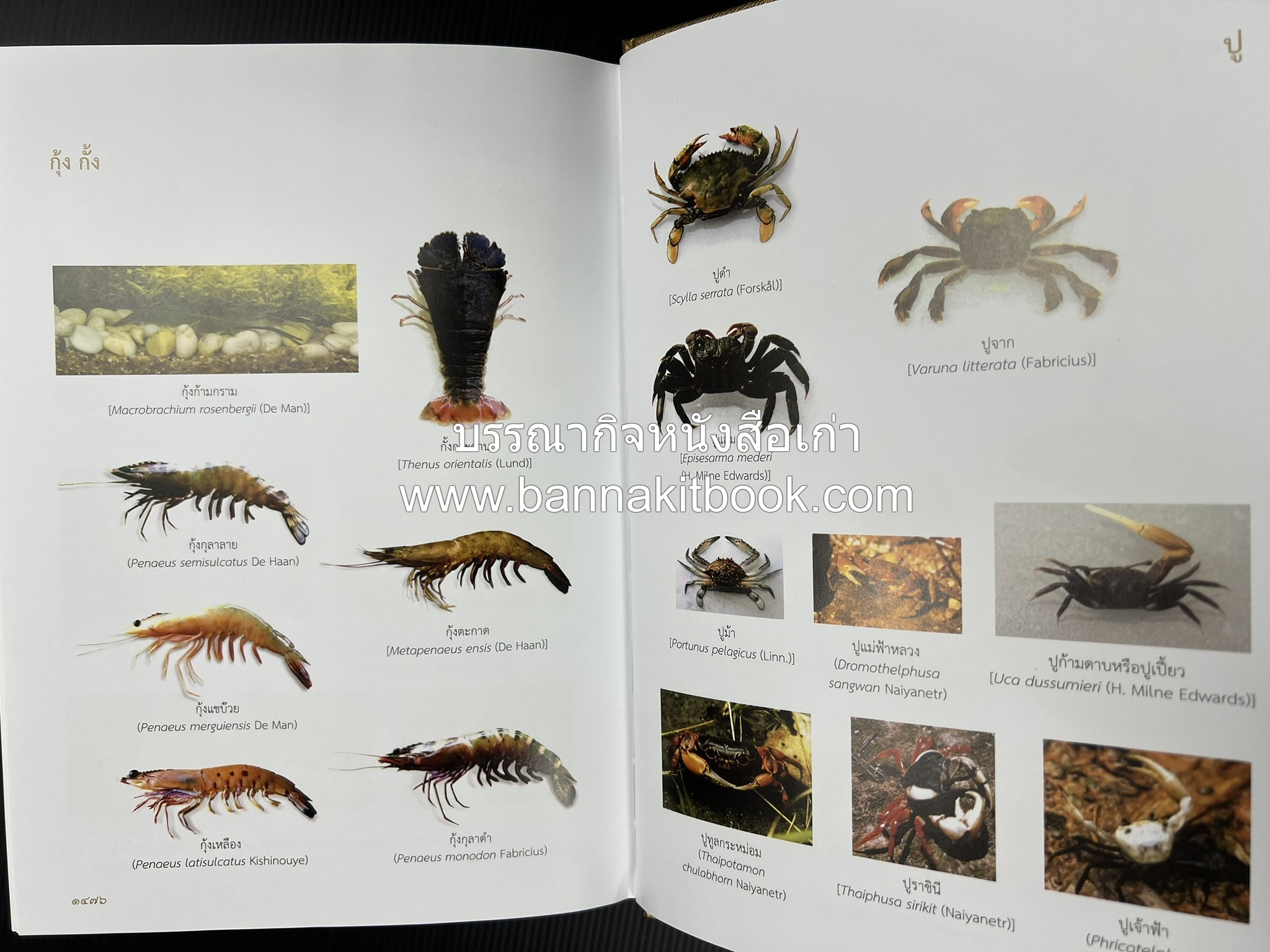 พจนานุกรม ฉบับราชบัณฑิตยสถาน พ.ศ. 2554 โดย : ราชบัณฑิตยสถาน.