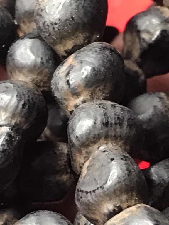 ประคำเม็ดกล้วยป่า พระเกศาพระธาตุข้าวบิณฑ์ หวายเสกเลี่ยมเดิม พระเกศาสายสิญจ์และจีวรหลวงปู่ครูบาชัยยะวงศา วัดพระพุทธบาทห้วยต้ม จ.ลำพูน ประคำ ได้มาจากชาวกะเหรี่ยงห้วยต้มชื่อจาเอ ส่วนชุดพระเกศาพระธาตุข้าวบิณฑ์ หวายเสก จีวรในขวดได้มาจากอดีตพระจอดี๊