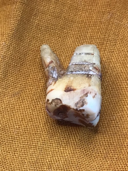 ทันตธาตุหลวงปู่ครูบาชัยยะวงศา พร้อมผ้าจีวรและพระธาตุข้าวบิณฑ์