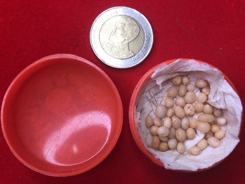 พระเกศาแลพระธาตุข้าวบิณฑ์ หลวงปู่ ครูบาชัยยะวงศา วัดพระพุทธบาทห้วยต้ม ชุดนี้ได้มาจากชาวกะเหรี่ยงรุ่นลูกละแวก วัดพระพุทธบาทห้วยต้ม เก็บมาสมัยคุณ พ่อ ตอนนี้คุณพ่อเจ้าของเดิมท่านสิ้นไป