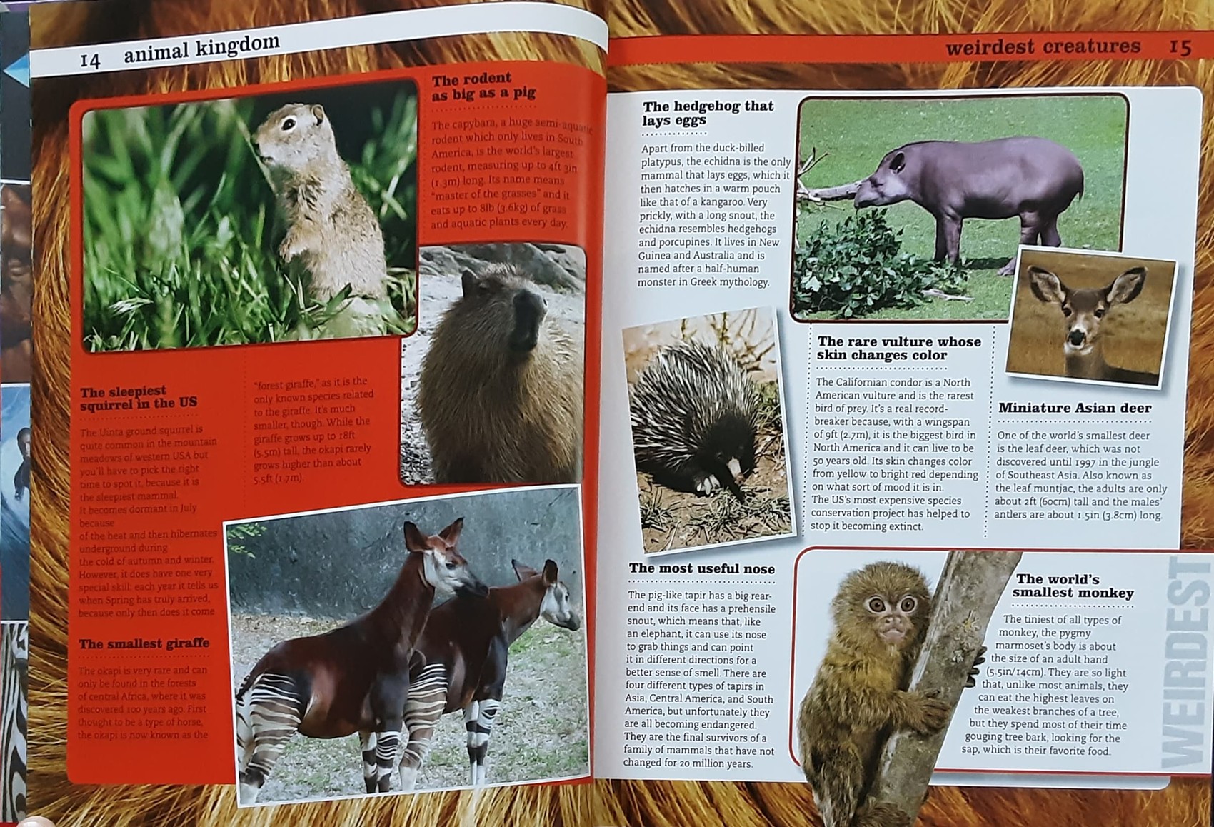 Knowledge Book** 🍅🍓AWESOME FACTS