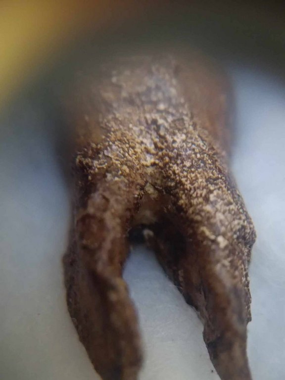 พระทันตธาตุครูบาดี ญาณวุฒิ วัดบ้านดอน อ.ป่าซาง จ.ลำพูน ได้มาจากปู่มา เล่าว่าท่านได้มาตอนครูบาดี ท่านยังทรงขันธุ์ 5 อยู่ เมื่อประมาณปี 2510 กว่า ๆ ท่านจำไม่ได้แล้ว ปัจจุบัน (บันทึก พ.ศ.2566) ปู่มาอายุ 88 ปี ท่านเป็นศิษย์สายตรง เคยรับใช้ครูบาดีมาก่อน