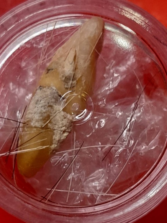 พระทันตธาตุครูบาเงิน วัดแม่คำหลวง อ.แม่ตัน จ.เชียงราย ได้มาจากคุณลุงสมหมาย ซึ่งได้มาจากคุณลุงสิงห์คำ อายุ 75 ปี เป็นคนขับรถให้ครูบาเงิน และเป็นลูกศิษย์ครูบาเงิน ลุงคำได้พระทันตธาตุองค์นี้มาเมื่อปี 2540 และส่งมอบให้กับคุณลุงสมหมายเมื่อปี 2559