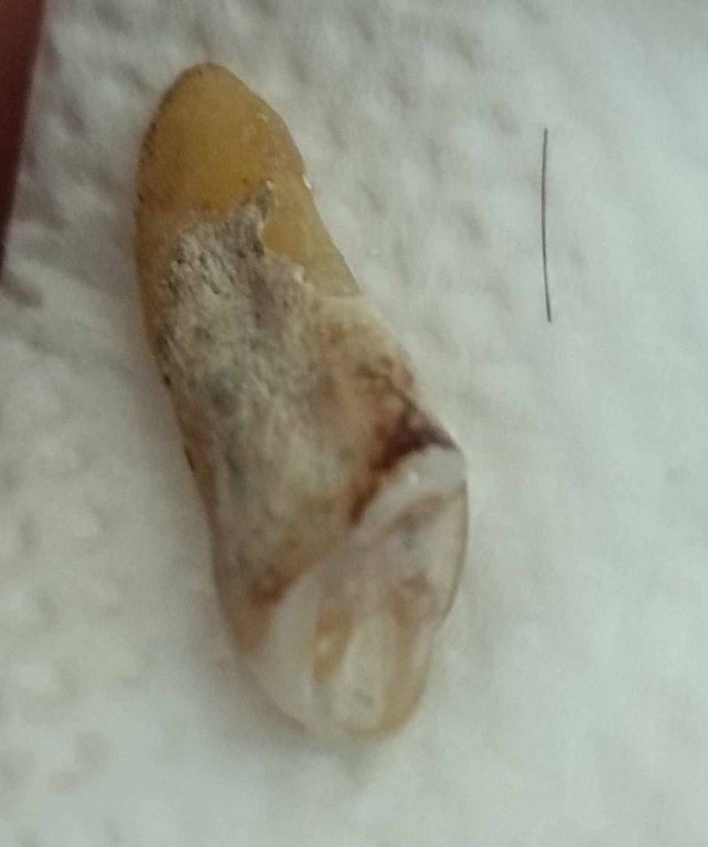 พระทันตธาตุครูบากองแก้ว วัดต้นยางหลวง จ.เชียงใหม่ ได้มาจากกำนันคำ อดีตกำนันบ้านปากกอง อ.สารภี จ.เชียงใหม่ ปัจจุบันอายุ 86 ปี (บันทึก พ.ศ.2566) กำนันคำจะมีคนคอยหาวัตถุมงคลให้ ชื่อว่าลุงสมควรปัจจุบันเสียชีวิตแล้ว ถ้ามีชีวิตอยู่น่าจะมีอายุประมาณ 70 ปี