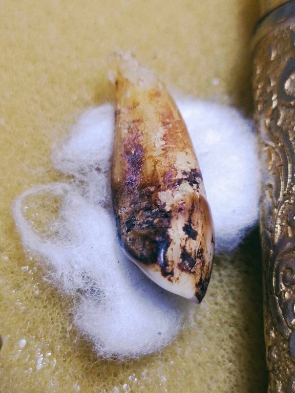 พระทันตธาตุ หวายเสก ครูบาบุุญญาภินันท์ วัดกำแพงงาม อ.หางดง จ.เชียงใหม่ เจ้าของเดิมคือหนานบุญ เสียชีวิตแล้วเมื่อปี 2548 พระทันตธาตุและหวายเสกนี้ ได้มาจากหลานหนานบุญ ชื่อปลั๊ก อายุ 33 ปี ปัจจุบันมีอาชีพ ขายผลไม้ในตลาดแม่วาง จ.เชียงใหม่