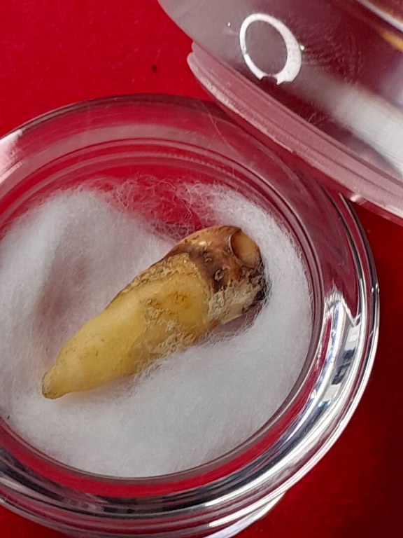 พระทันตธาตุครูบาคำแสง วัดพระธาตุสันขวาง อ.เมือง จ.เชียงราย ได้มาจากลุงหนานธงชัย อายุ 78 ปี พ่อหนานธงชัยเป็นกรรมการวัดเหมืองแดง อ.แม่สาย จ.เชียงราย และทำงานเป็นหมอยารักษาคนแบบวิชาโบราณล้านนา