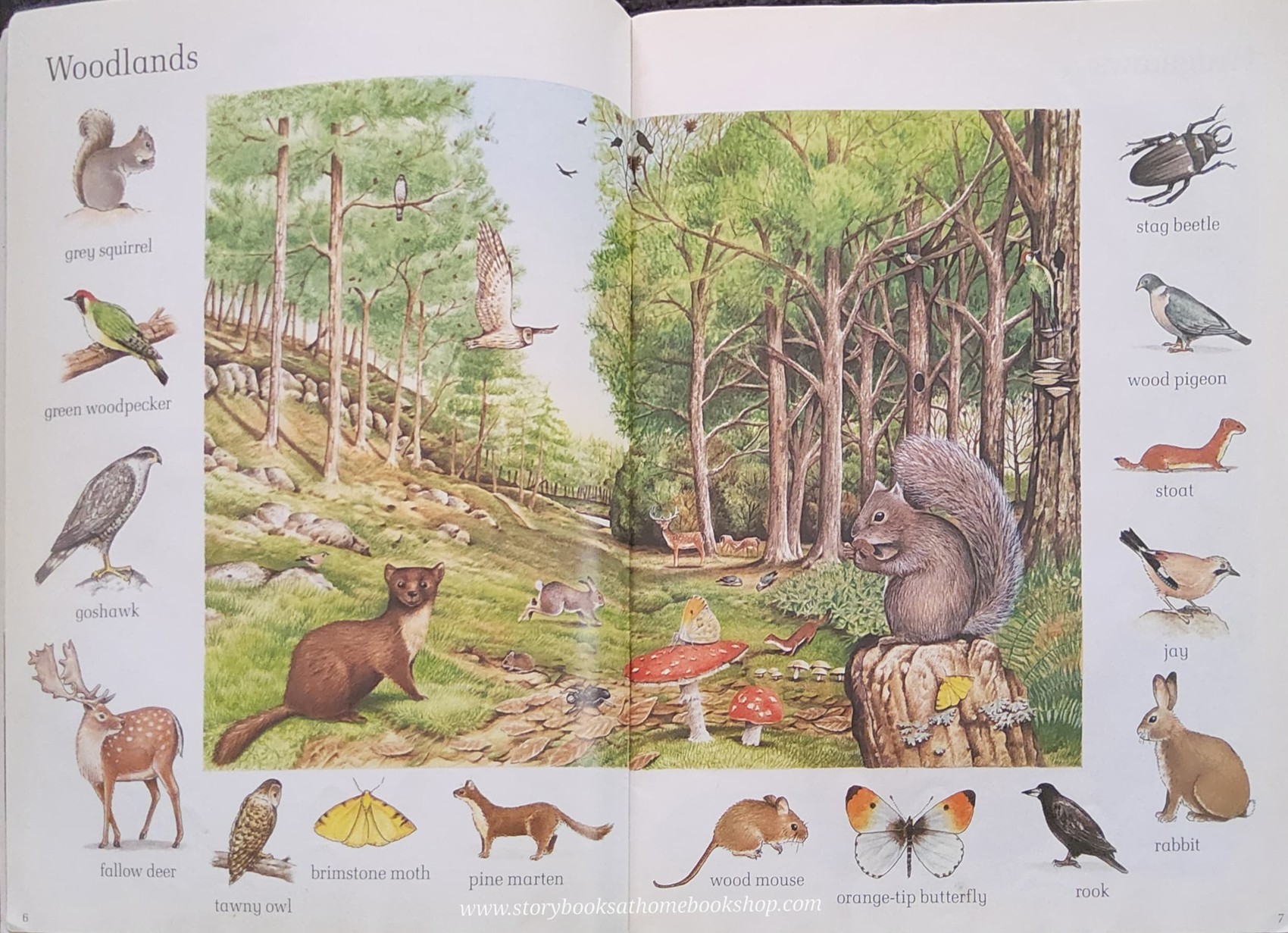 KNOWLEDGE BOOK** 🍓🍓 THE SAINSBURY'S BOOK OF WILDLIFE