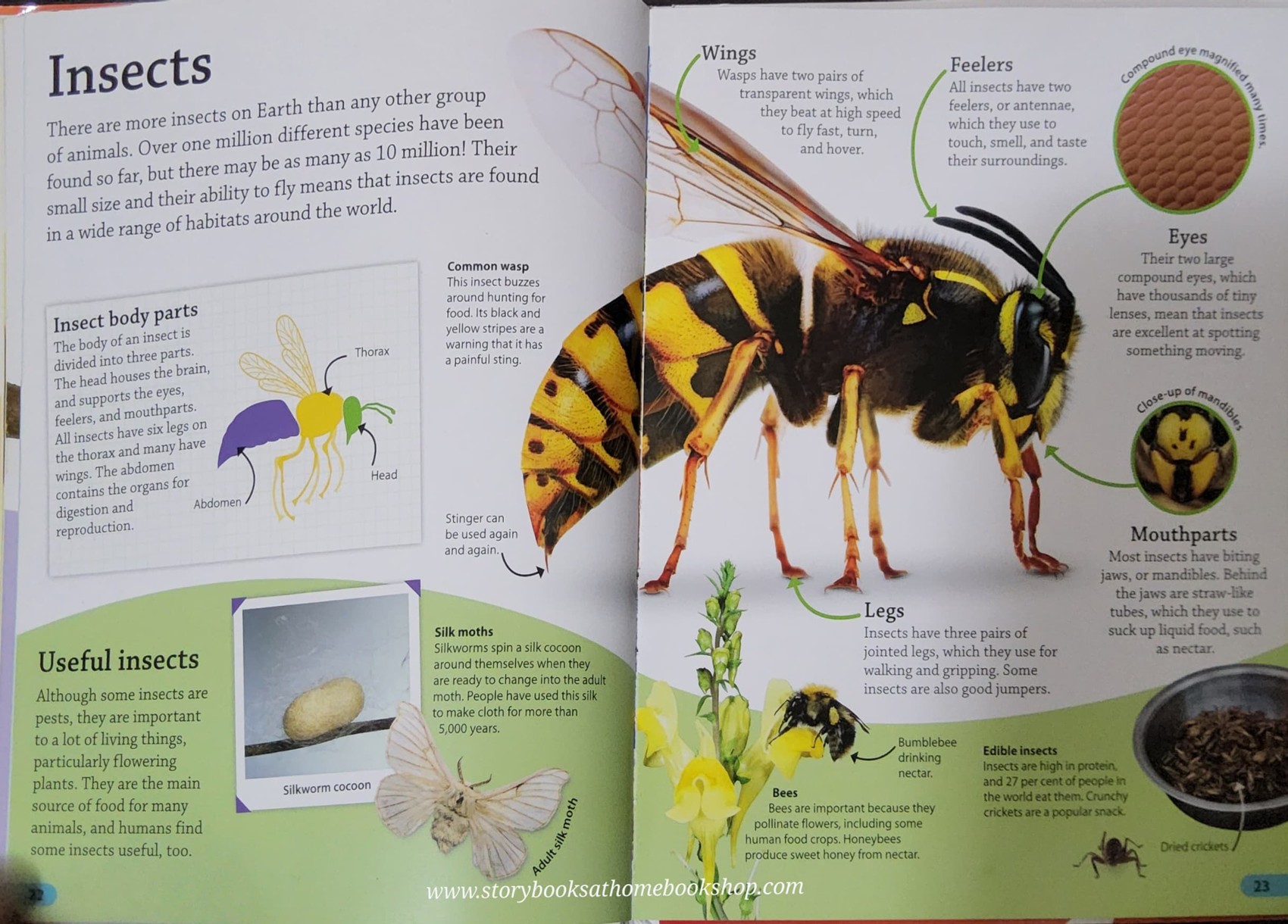 KNOWLEDGE BOOK ** 🍅🍓DK FINDOUT! ANIMALS