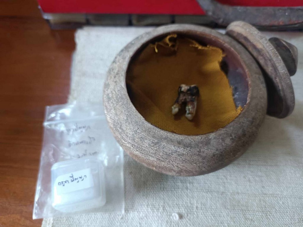 พระทันตธาตุ ครูบาปัญญา วัดหนองบัว จ.น่าน ได้มาจากคุณวินัย อายุ 84 ปี อดีตนายอำเภอ หลายพื้นที่ คุณวินัย ท่านได้พระทันตธาตุครูบาปัญญา จากอดีตลูกน้องของท่าน ซึ่งเป็นลูกศิษย์ครูบาปัญญา ชื่อเกรียงไกร เมื่อปี 2532 ณ ตอนนั้นท่านเป็นปลัดอำเภอ จ.น่าน