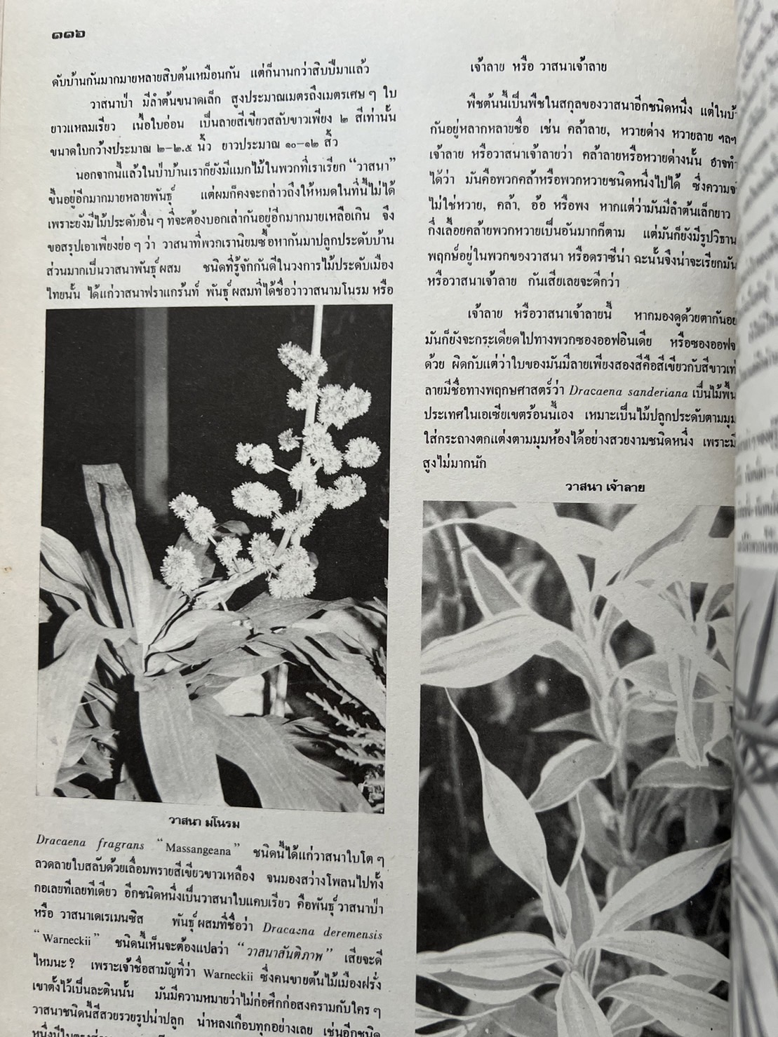 ธรรมชาติศึกษา : ฉบับแนะนำไม้ใบ-ไม้ประดับของไทยและเทศ (ชุดที่ 1 เล่มที่ 2 ลำดับที่ 2 ปี 2521).