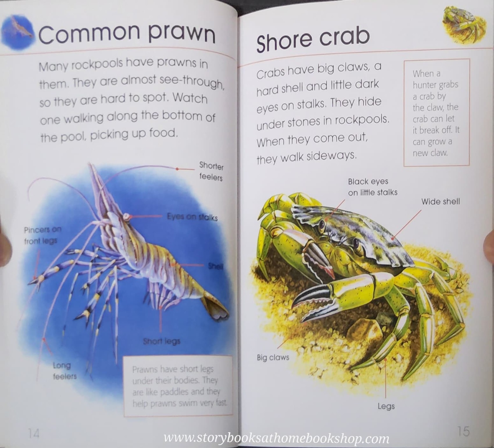 KNOWLEDGE BOOK** ♥️RSPB FIRST BOOK OF THE SEASHORE