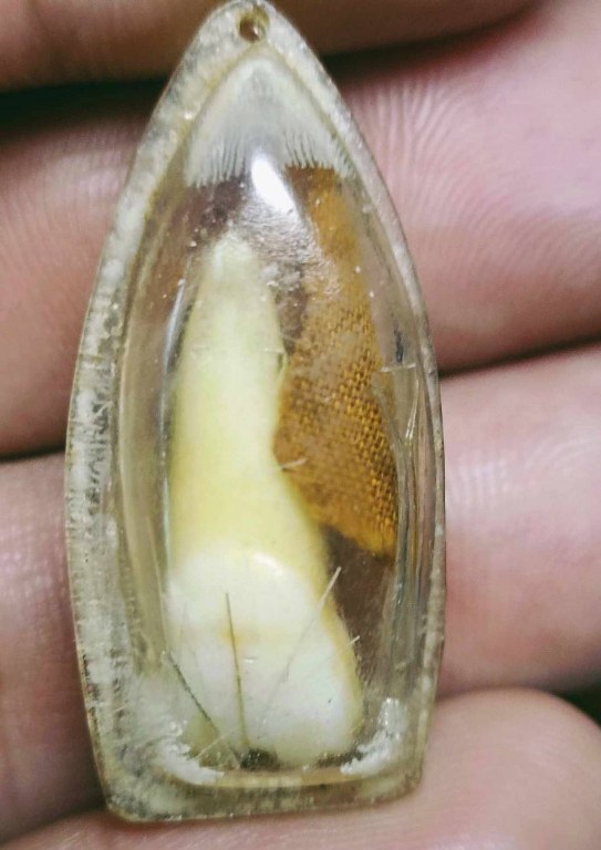 พระทันตธาตุ ครูบาปัญญา วัดนาคตหลวง อ.แม่ทะ จ.ลำปาง ได้มาจากคุณลุงประเสริฐ อายุ 82 ปี ท่านเคยเป็นครูสอนและย้ายโรงเรียนหลายที่ในจังหวัดลำปาง ท่านเป็นศิษย์ครูบาปัญญา ตั้งแต่ปี 2535 จนครูบาปัญญามรณะภาพ คุณลุงประเสริฐได้รับพระ่ทันตธาตุมาเมื่อปี 2537