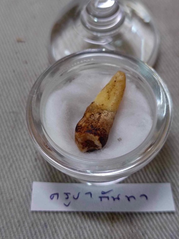 พระทันตธาตุ ครูบากันทา วัดวังจำปา อ.จอมทอง จ.เชียงใหม่ ได้มาจากลุงประสิทธิ์ อดีตนายอำเภอ เวียงหนองล่อง อายุ 74 ปี (บันทึกปี 2566) เล่าว่าได้มา จากพ่ออุดม อายุ 80 ปี ปัจจุบันเสียชีวิตแล้ว โดยได้มาจากอดีตรองเจ้าอาวาสวัดวังจำปา ในขณะนั้นประมาณปี 2537