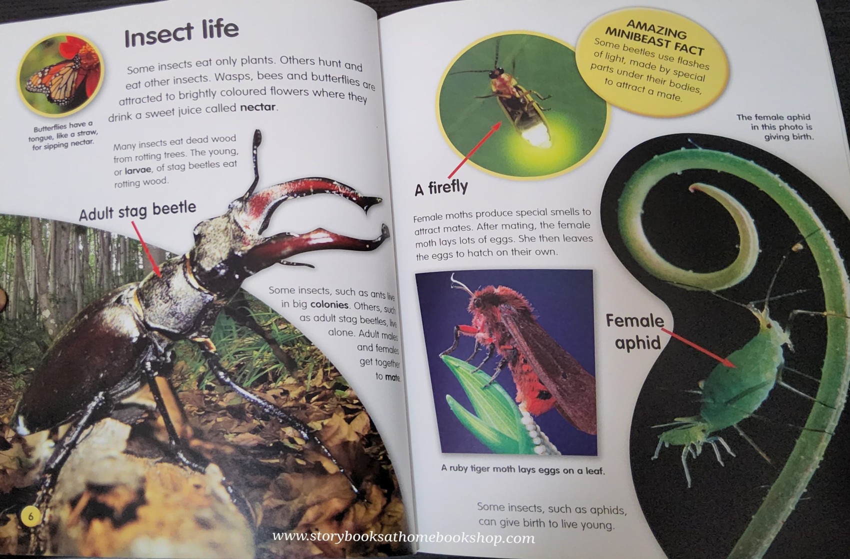 KNOWLEDGE BOOK** ð
ðAMAZING LIFE CYCLES:MINIBEASTS