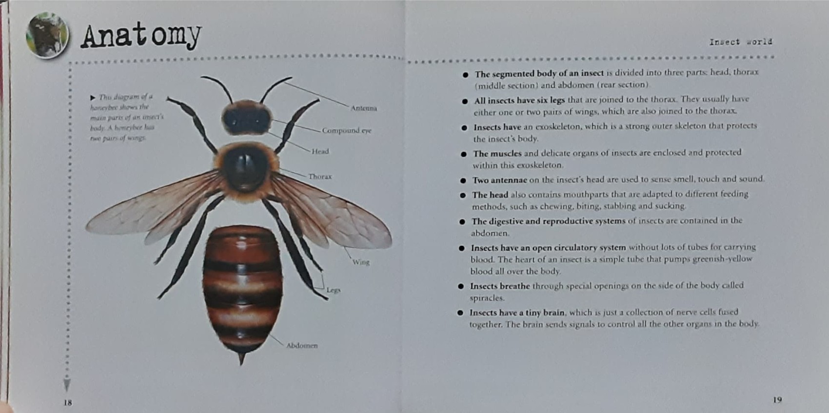 KNOWLEDGE BOOK 🍓🍓 INSECTS 1000 FACTS