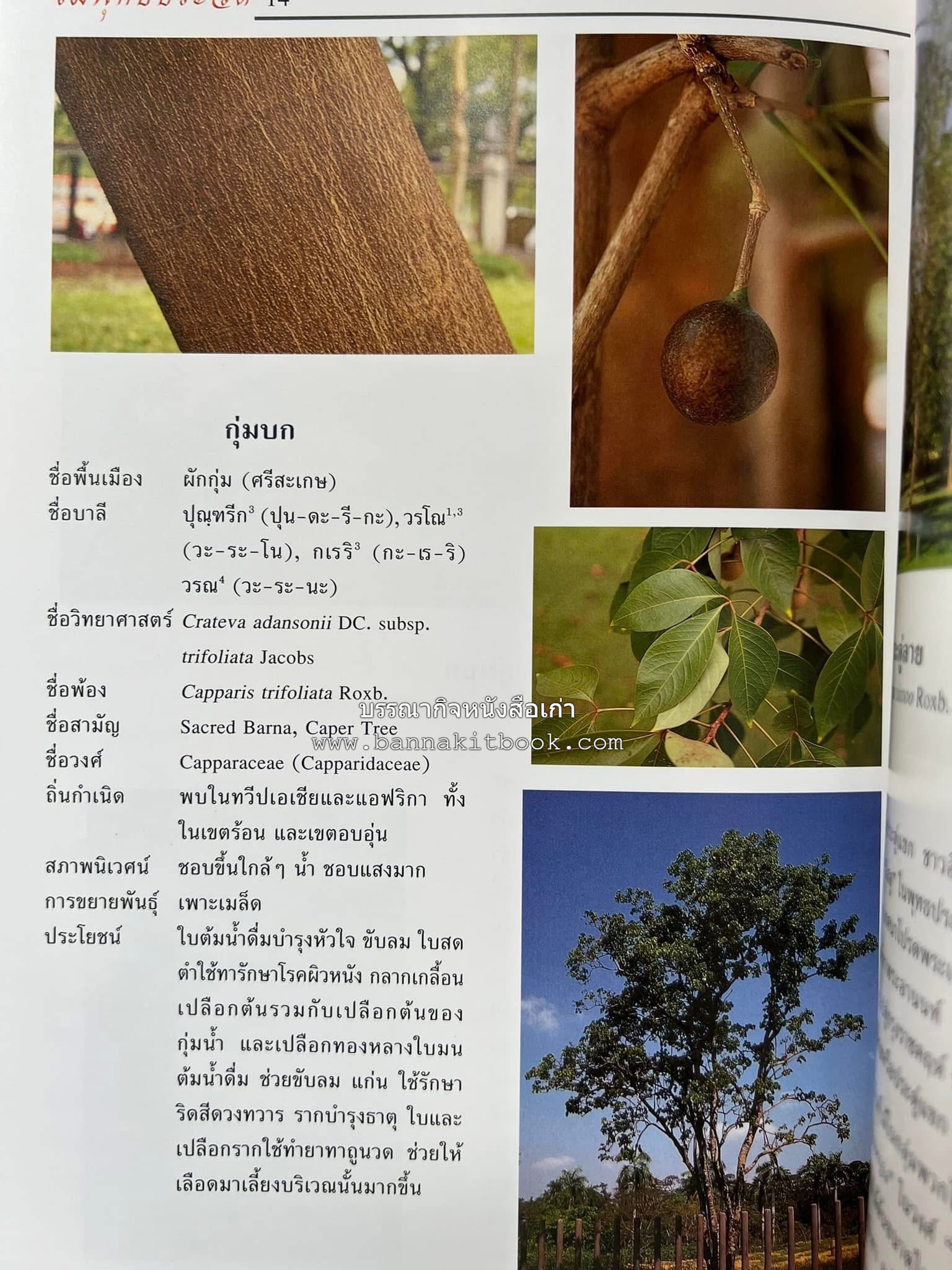 ไม้พุทธประวัติ โดย : ศาสตราจารย์กิตติคุณ ดร.พเยาว์ เหมือนวงษ์ญาติ ราชบัณฑิต ผู้เชี่ยวชาญเภสัชวิทยา และสมุนไพรไทย.