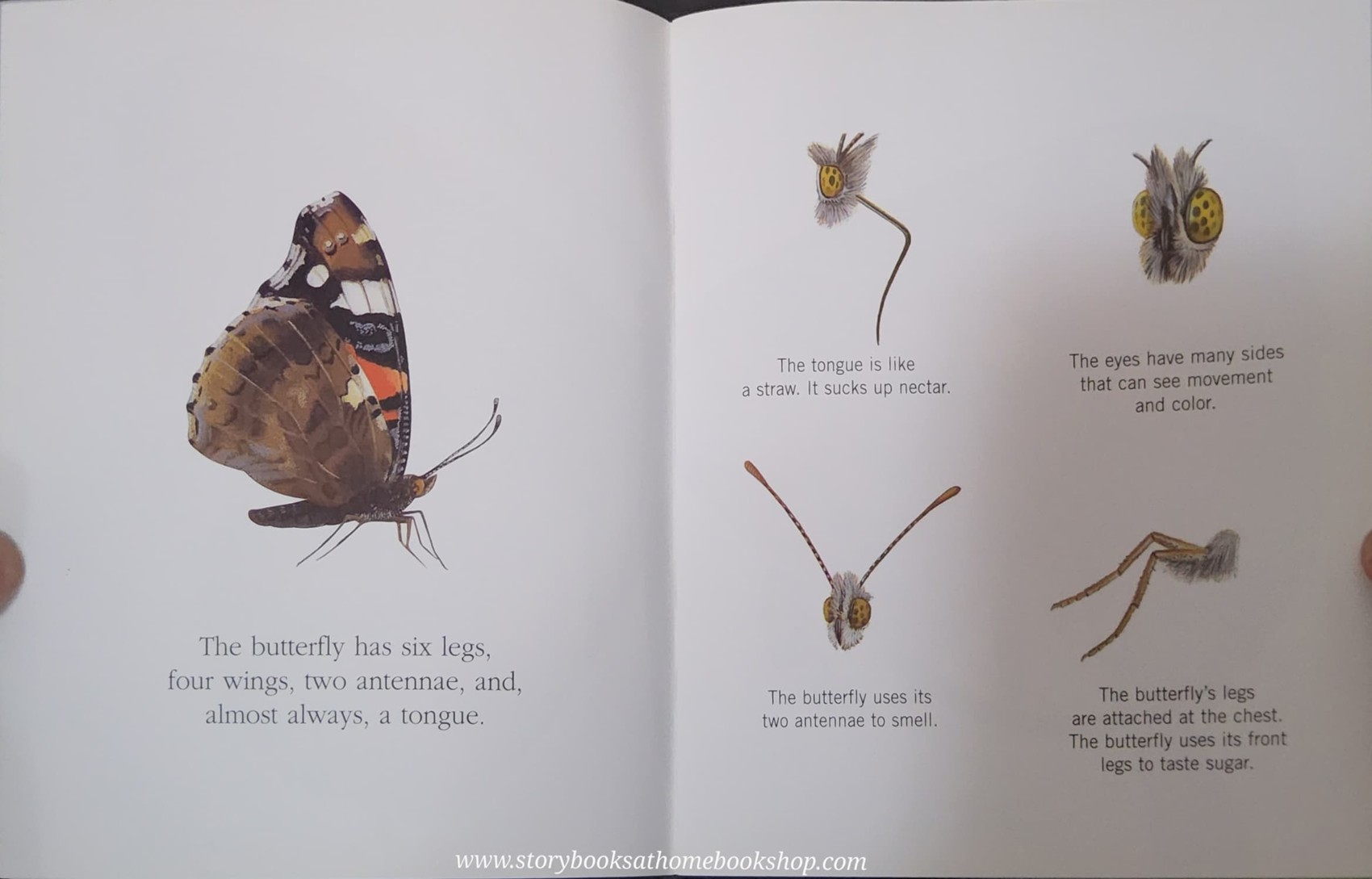 KNOWLEDGE BOOK WITH FEATURES TRANSPARENT PAGES** ð
ðBUTTERFLIES A FIRST DISCOVERY BOOK