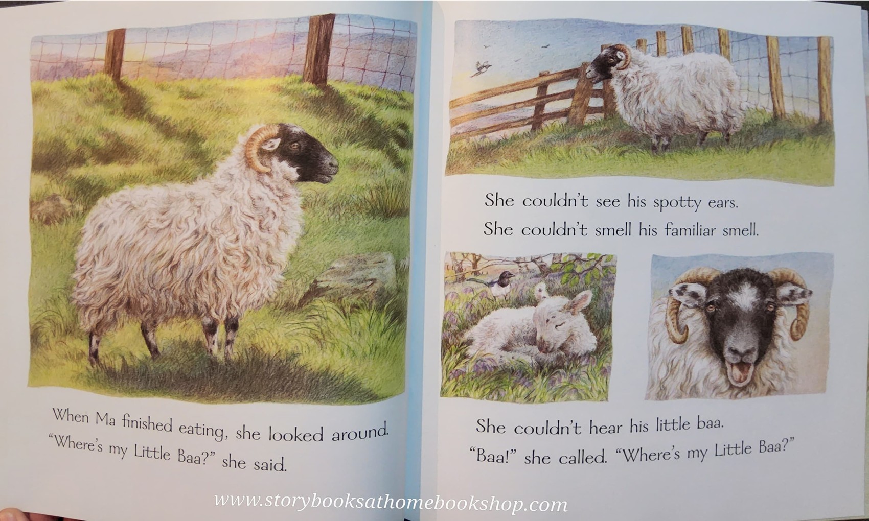 หนังสือนิทานปกอ่อน** 🍅LITTLE BAA BY KIM LEWIS♥️♥️