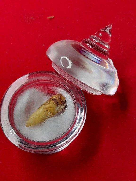 พระทันตธาตุครูบาคำแสง วัดพระธาตุสันขวาง อ.เมือง จ.เชียงราย ได้มาจากลุงหนานธงชัย อายุ 78 ปี พ่อหนานธงชัยเป็นกรรมการวัดเหมืองแดง อ.แม่สาย จ.เชียงราย และทำงานเป็นหมอยารักษาคนแบบวิชาโบราณล้านนา