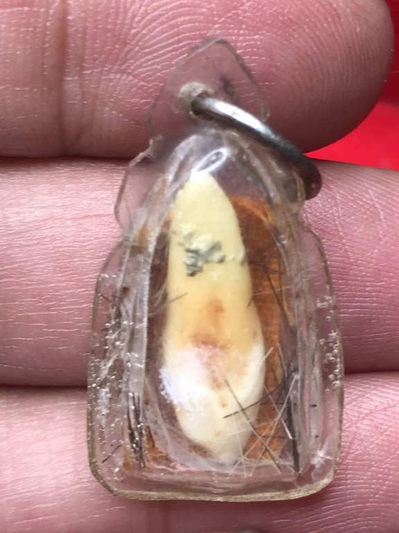 พระทันตธาตุ ครูบาแสง วัดร้องกองข้าว จ.เชียงใหม่ ได้มาจากกำนันคำ อดีตกำนันบ้านปากกอง อ.สารภี จ.เชียงใหม่ ปัจจุบันอายุ 86 ปี (บันทึก พ.ศ.2566) กำนันคำได้พระทันตธาตุครูบาแสง ได้มาเมื่อปี พ.ศ.2535 ได้มาจากลูกศิษย์ครูบาแสน ชื่อหนานเสม คน อ.สันกำแพง