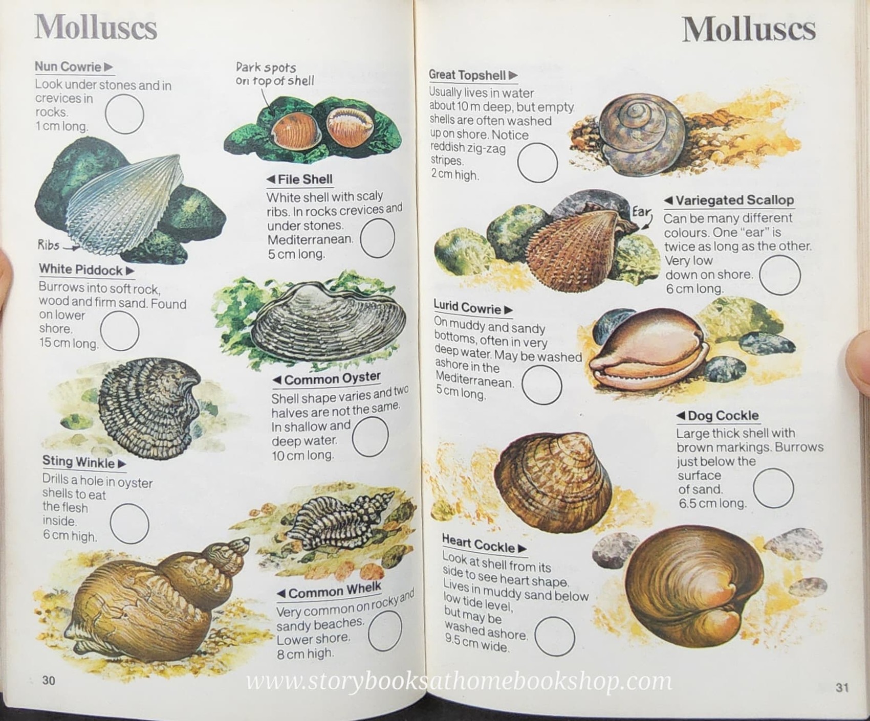 Knowledge Book** ð
ð
USBORNE SPOTTERS GUIDE: BIRDS