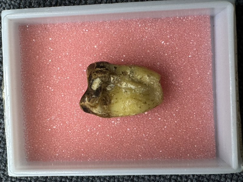 พระทันตธาตุครูบาชิมะระ วัดเวฬุวันองค์นี้ ลุงอำนาจ อายุ 72 ปี ซึ่งมีอาชีพขายข้าวใน อ.ฝาง และ อ.เชียงดาว ได้รู้จักกับพ่อหนานพร อายุ 78 ปี อาชีพเป็นหมอยาแผนโบราณใน อ.เชียงดาว เป็นศิษย์ครูบาวิมะละ ลุงอำนาจได้รับพระทันตธาตุมาจากพ่อหนานพร ในปี 2564