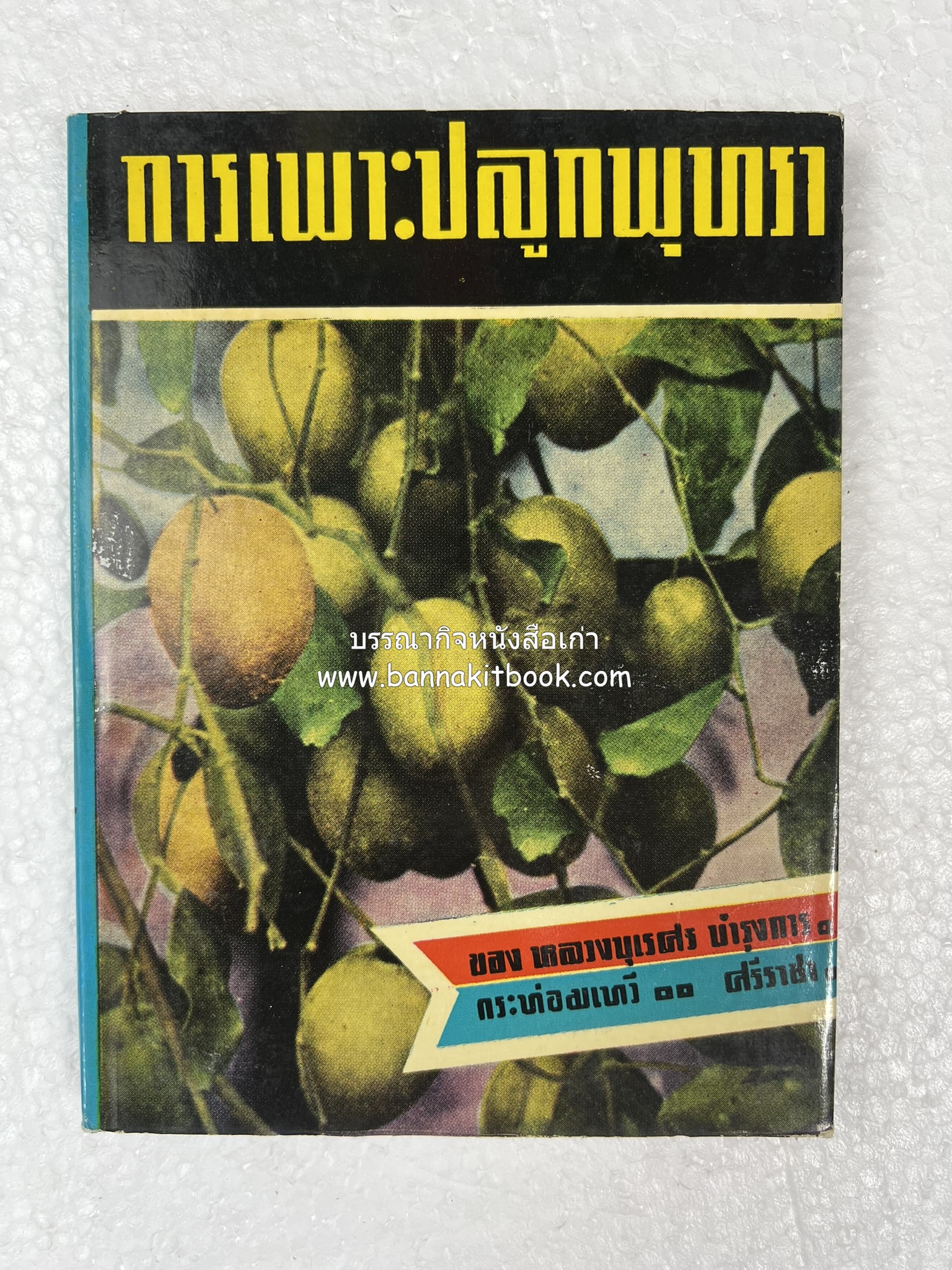 การเพาะปลูกพุทรา ตำราชุดเกษตรกรรม ของ หลวงบุเรศบำรุงการ.