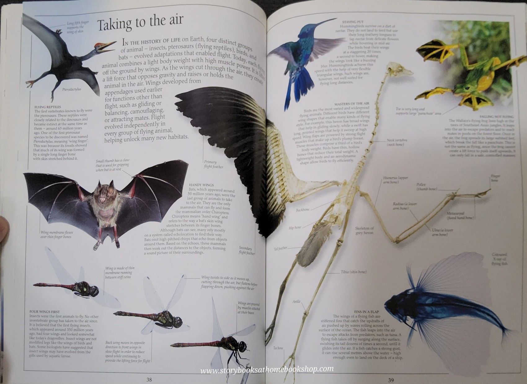 Knowledge Book** 🍅🍓DK Eyewitness ANIMAL