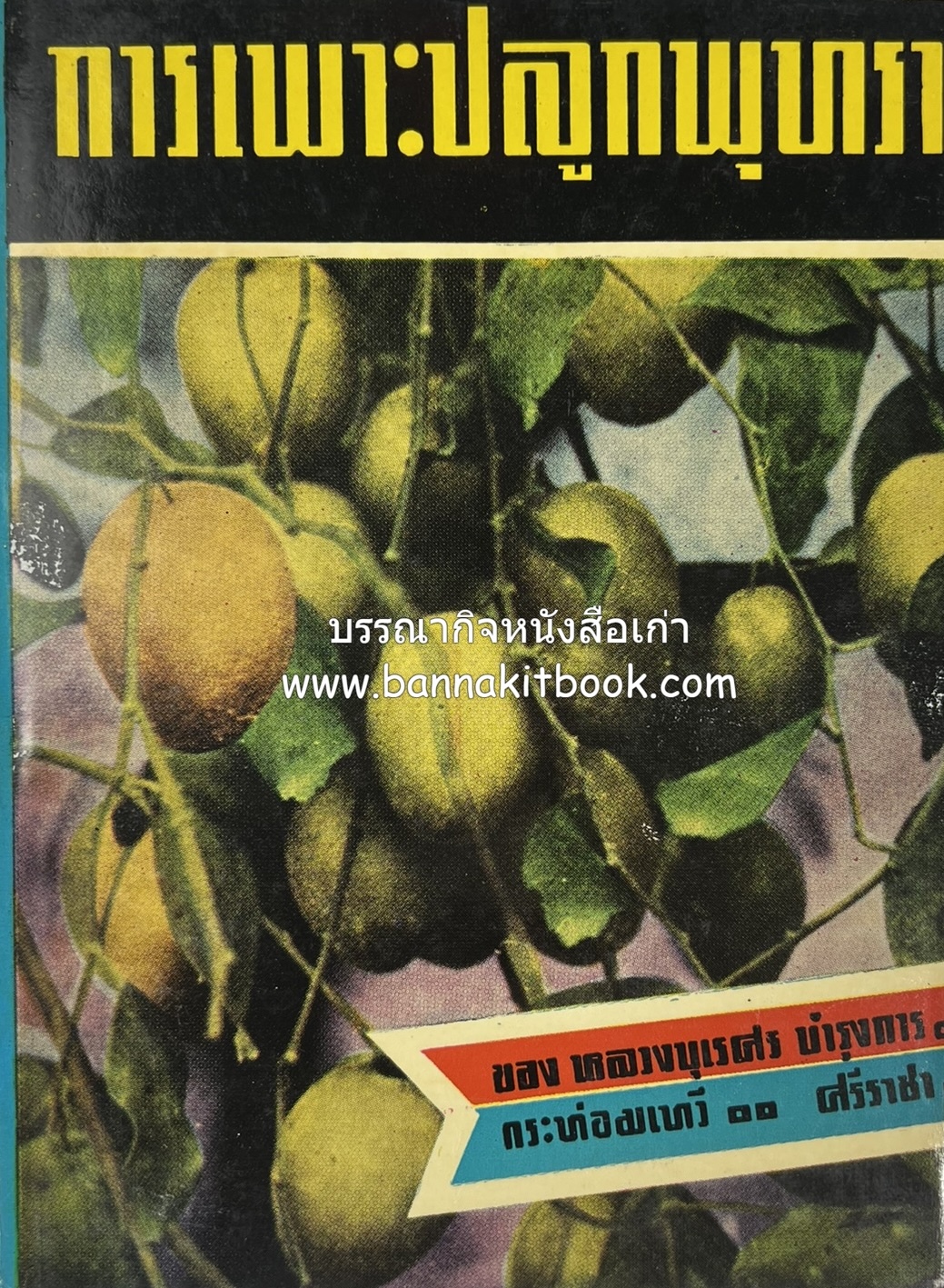 การเพาะปลูกพุทรา ตำราชุดเกษตรกรรม ของ หลวงบุเรศบำรุงการ.