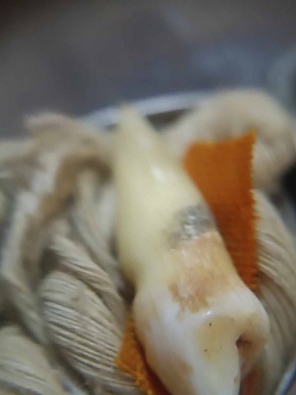 พระทันตธาตุ ครูบาบุญมา วััดบ้านฮวก ต.ภูซาง จ.พะเยา ได้มาจากคุณจักรกฤษณ์ฯ อายุ 45 ปี ได้รับมาจากคุณพ่ออีกทอดหนึ่ง ชื่อสุงเกิด เสียชีวิตเมื่่อ พ.ศ. 2558 ลุงเกิดมีอาชีพ ตำรวจเก่า ใน อ.ภูซาง ท่านเป็นลูกศิษย์คูบาบุญมา ได้รับพระทันตธาตุมาในปี 2548