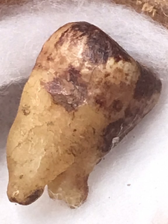 พระทันตธาตุครูบาเหมย วัดศรีดงเย็น อ.ไชยปราการ จ.เชียงใหม่ พระทันตธาตุองค์นี้ได้มาจากลุงวิทูรย์ อายุ 82 ปี อดีตเคยเป็นครูสอนโรงเรียนไชยปราการ คุณครูท่านเป็นลูกศิษย์ครูบาคำเหมย ตั้งแต่ปี 2525 ท่านได้รับจากมือครูบาเหมย เมื่อปี 2529