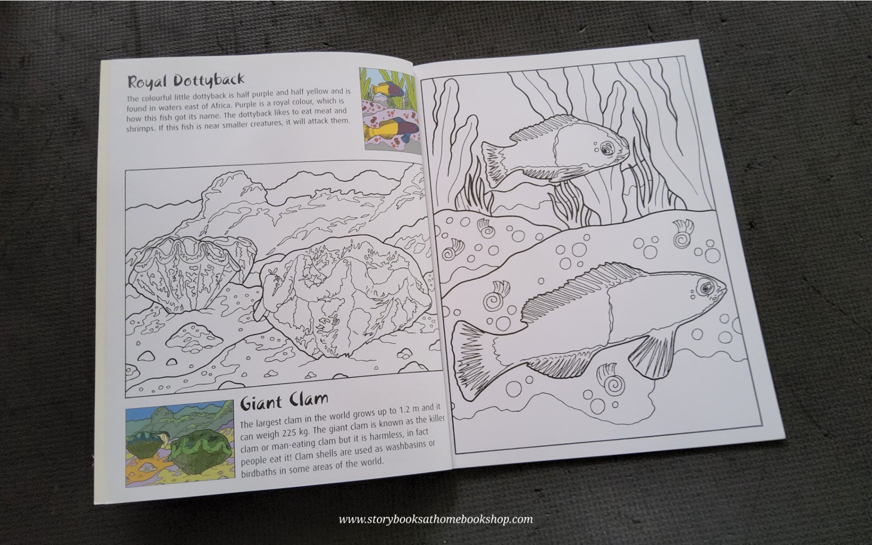 ACTIVITIES BOOK** ð
ðOCEAN ANIMALS A COPY COLOURING BOOK