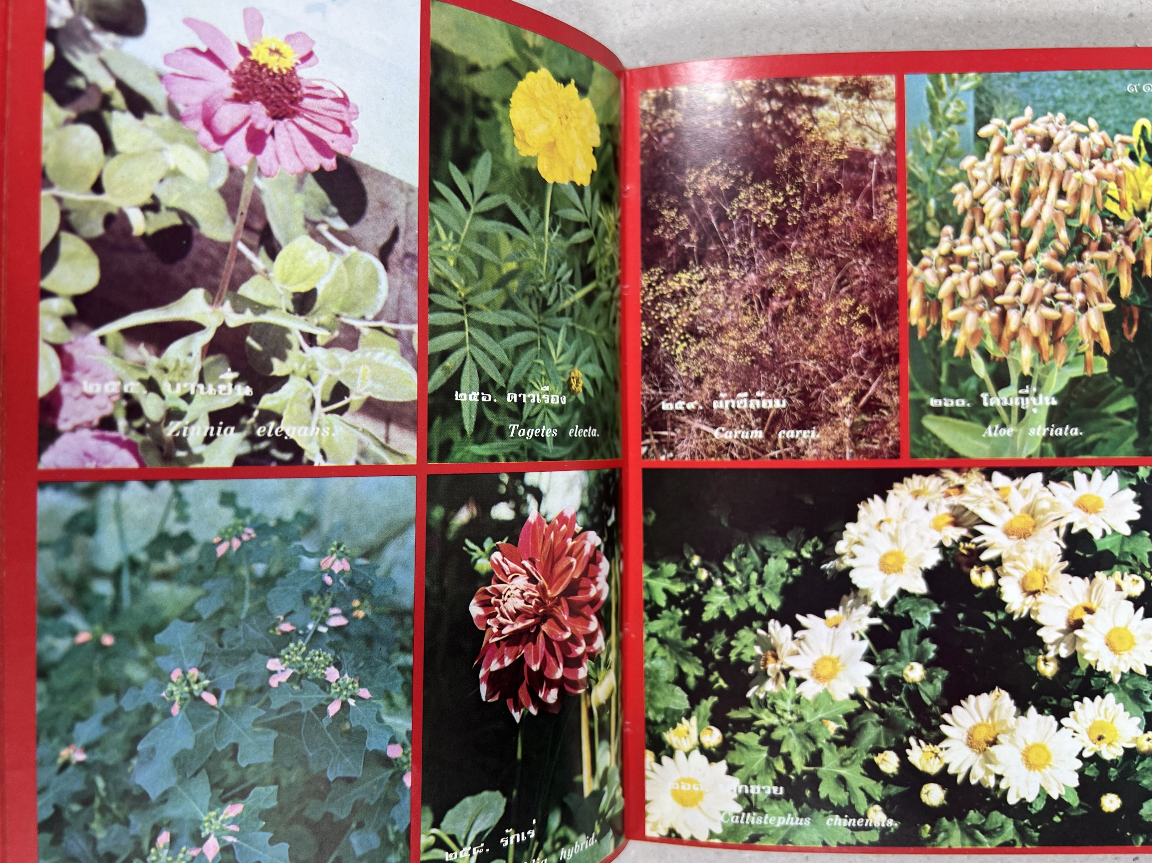 ดอกไม้เมืองไทย ชุดที่ 1-2 : คู่มือรู้จักดอกไม้โดยละเอียด พร้อมภาพสี 140 ภาพ โดย : วิชัย อภัยสุวรรณ (2 เล่มชุด).