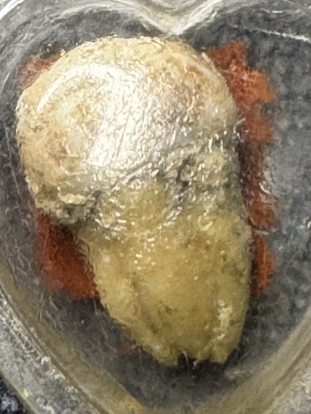 พระทันตธาตุครูบามั่ง วัดชัยสิทธิ จ. แพร่ ร.ต.อ.พิทักษ์ ได้มาจากคุณยุทธ อายุ 71 ปี อดีตทำงานไปรษณีย์ จ.แพร่ ในสมัยนั้น ร.ต.อ.พิทักษ์ ทำงานใน จ.อุตรดิตถ์ และคุณยุทธเป็นศิษย์และเป็นญาติกับครูบามั่ง คุณยุทธ ได้พระทันตธาตุนี้ มาในปี 2537