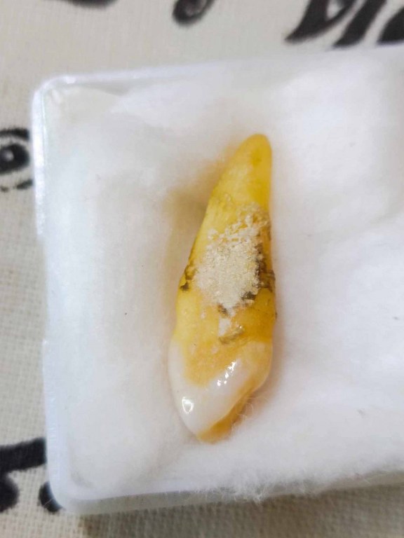 พระทันตธาตุ ผ้ายันต์ หลวงปู่ทองบัว ตันติกโร วัดโรงธรรมสามัคคี อ.สันกำแพง จ.เชียงใหม่ ได้มาจากคุณจรินทร์ อดีตเป็นผู้ช้วยผู้ใหญ่บ้านใน อ.สันกำแพง ปัจจุบันอายุ 68 ปี (บันทึก พ.ศ.2566) ท่านเป็นลูกศิษย์หลวงปู่ทองบัว ได้พระทันตธาตุองค์นี้มาเมื่อปี 2550