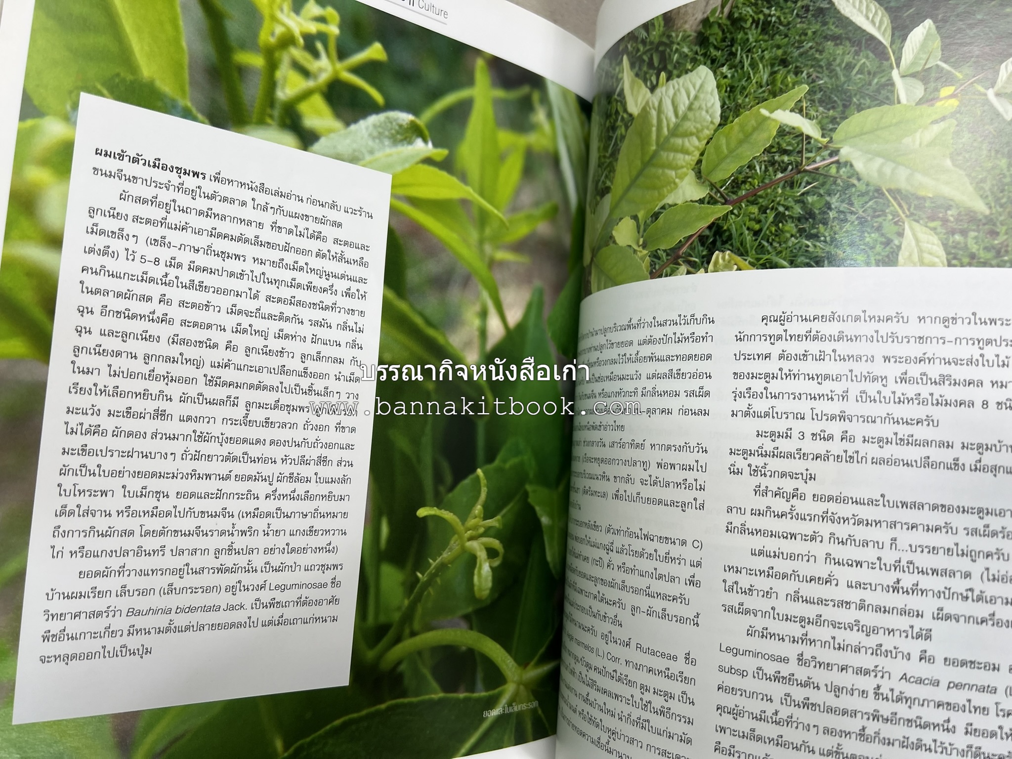 ตำรับอาหารเหนือ ถิ่นล้านนา ของกินบ้านเฮา นิตยสารครัว ฉบับมกราคม 2558.